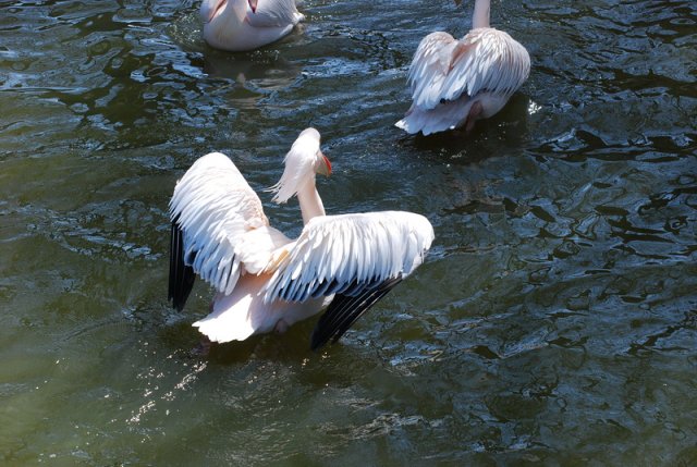 img00061.jpg
