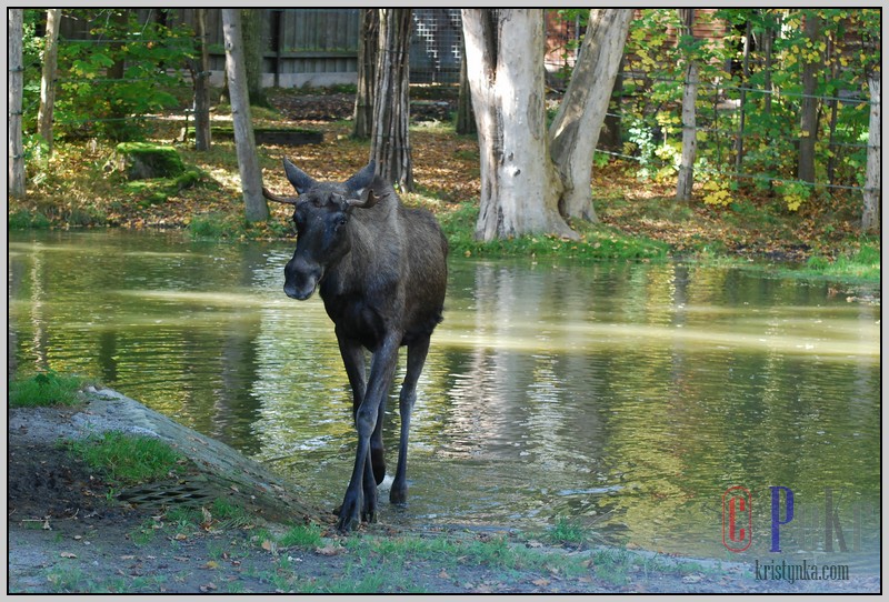 16_zookri_01012006.JPG