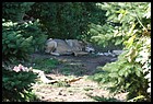 06_zookri_01012006.JPG