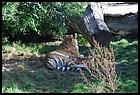 07_zookri_01012006.JPG