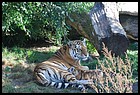 08_zookri_01012006.JPG