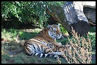 09_zookri_01012006.JPG