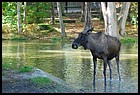 12_zookri_01012006.JPG