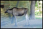 18_zookri_01012006.JPG