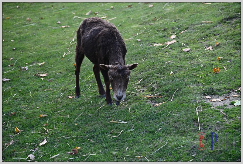 39ZOO_21102021.JPG