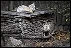 10ZOO_21102021.JPG