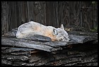 19ZOO_21102021.JPG