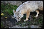 27ZOO_21102021.JPG