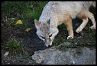 28ZOO_21102021.JPG