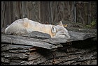 37ZOO_21102021.JPG