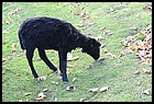 42ZOO_21102021.JPG