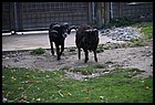 43ZOO_21102021.JPG