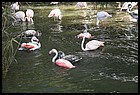 52ZOO_21102021.JPG