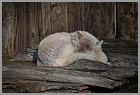 15_zoo_16112021].JPG