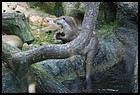 03_ZOOK_07012006.JPG