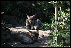 06_ZOOK_07012006.JPG