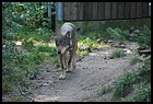 10_ZOOK_07012006.JPG