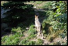 16_ZOOK_07012006.JPG