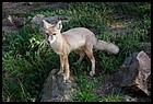 24_ZOOK_07012006.JPG