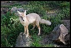 25_ZOOK_07012006.JPG