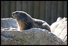 28_ZOOK_07012006.JPG