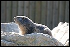 29_ZOOK_07012006.JPG