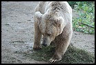 30_ZOOK_07012006.JPG