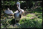 38_ZOOK_07012006.JPG