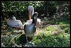 39_ZOOK_07012006.JPG