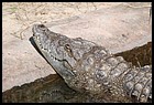 42_ZOOK_07012006.JPG