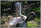 087_ZOO_14092021.JPG