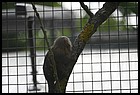 012_zoo_hl_20082021.JPG