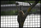 013_zoo_hl_20082021.JPG