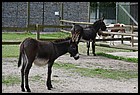 017_zoo_hl_20082021.JPG