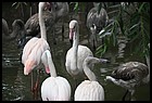 019_zoo_hl_20082021.JPG