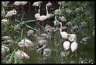 021_zoo_hl_20082021.JPG