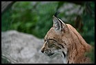 025_zoo_hl_20082021.JPG