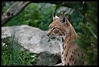 027_zoo_hl_20082021.JPG