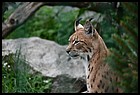 028_zoo_hl_20082021.JPG