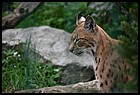 031_zoo_hl_20082021.JPG