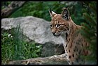 032_zoo_hl_20082021.JPG