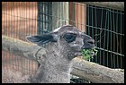 036_zoo_hl_20082021.JPG