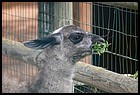 037_zoo_hl_20082021.JPG