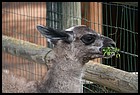 038_zoo_hl_20082021.JPG