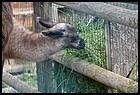 041_zoo_hl_20082021.JPG