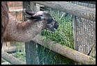 042_zoo_hl_20082021.JPG