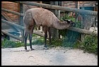 043_zoo_hl_20082021.JPG