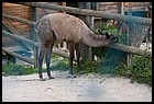 044_zoo_hl_20082021.JPG