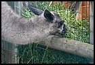 047_zoo_hl_20082021.JPG