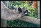 049_zoo_hl_20082021.JPG